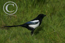 Magpie.